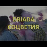 Соцветия Дриада