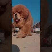 Дорогие Мои Пацаны Минус София Вороная