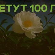 Цветут Цветы В Саду