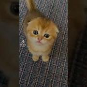 Рык Маленького Тигра