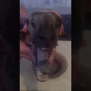 Койдын Басы Прикол
