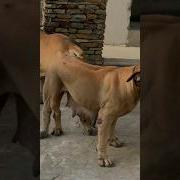 فيديو تزاوج حيوانات