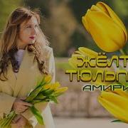 Амирина Жёлтые Тюльпаны
