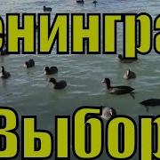 Ленинград Выборы Минус