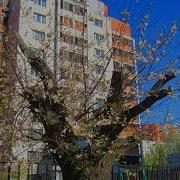 Пень В Апрельский День