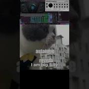 Коты Автотюн