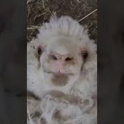 Маленький Барашек
