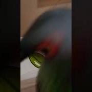 Нет Я Ем Огурцы Спасибо