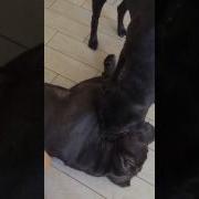 Вставай Сова Медведь Пришёл Или Если Женщина Просит
