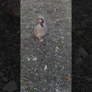 Кабки Побанди Шикори