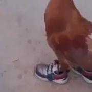 Петух В Кроссовках Бежит На Треню