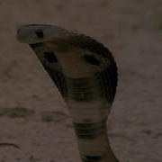 Mongoose Original Mix