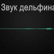 Звук Запикивания Матов Дельфин