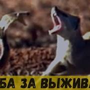 Кобра Против Монгуста Рики Тики Тави Против Нагайны
