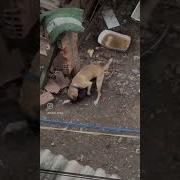 Приколы Озвучка Для Собак