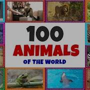 100 Animals Of The World