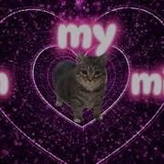Oiia Cat X Wait Noob Viral