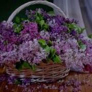 Расцвела Сирень В Саду