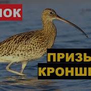 Тетерев Призыв