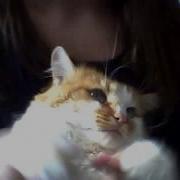 Кот Пляшет Мяу Кис