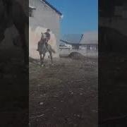 Карамар Бакы Чабандес