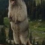 Marmot Screaming On Blackcomb Mountain Сурок Кричит В Горах
