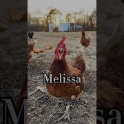 Мелиса Мелиса