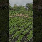 У Нас Во Дворе Собачка Гуляет