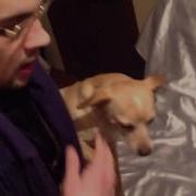 Изгнание Демона Из Собаки Прикол