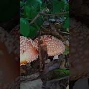 Мухоморы Часто Спорят