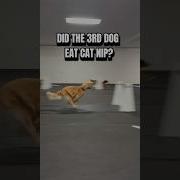 Cat And Dog Speed Up