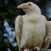Белая Ворона Эдуард Хиль