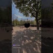 Прикольный Танец Страуса