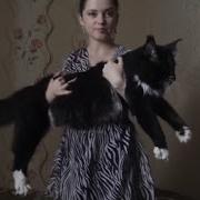 Әлемдегі Ең Үлкен 10 Мысық