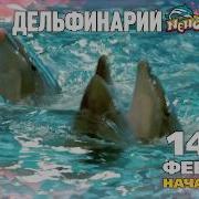 14 Февраля Дельфинарий