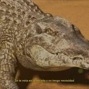 Lágrimas De Cocodrilo Rels B