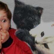 Коля И Кошка Марфа Спасают От Смерти Котёнка Никиса