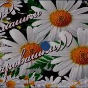 Ромашки Для Очаровашки