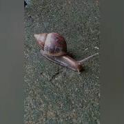 Caramujo