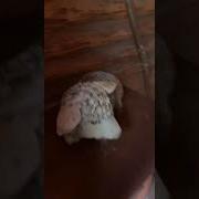 В Избу На Курьих Ножках