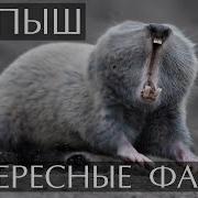 Обыкновенный Слепыш