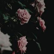 Cornucopia Falling Into Your Eyes