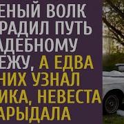 Ранненый Волк Преградил Путь Свадебному Кортежк