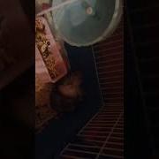 Сосут Хуй Ебу Друга Домашнее Видео