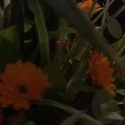Лена Василек С Днем Рождения