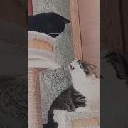 А Я Люблю Такую И Всё Я Ей Прощаю
