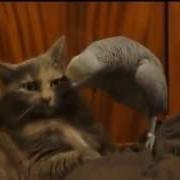 Попугай Джокер Беседует С Котом