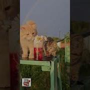 Любовь Закружит Нас И Свет Горящих Глаз