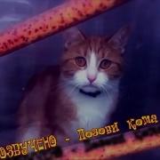Позови Кота С Собой