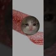 Meme А Бабка То Кошачьим Кормом